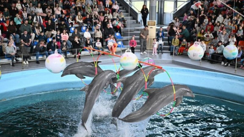 Делфинариум Варна прави безплатни представления за децата за Коледа